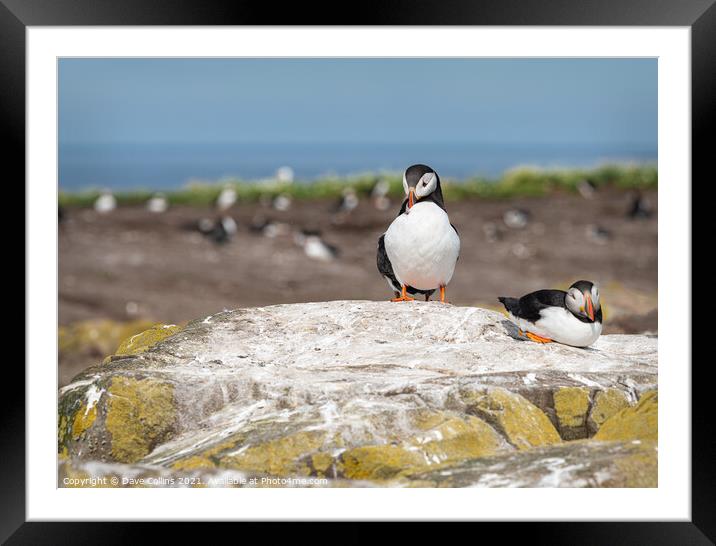 Puffin on the ground on Inner Farne Lsland in the Farne Islands, Northumberland, England Framed Mounted Print by Dave Collins