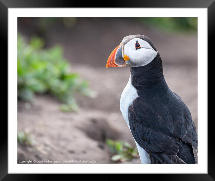 Puffin sitting on the ground on Inner Farne Island in the Farne Islands, Northumberland, England Framed Mounted Print by Dave Collins