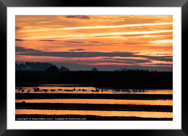 Morning sunlight reflecting off Water in Frampton Marsh, Lincolnshire, England Framed Mounted Print by Dave Collins