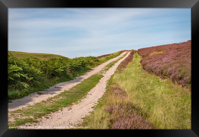 Track through the flowering heather  on the north side of Little Humblemoor hill in the Scottish Borders, UK Framed Print by Dave Collins