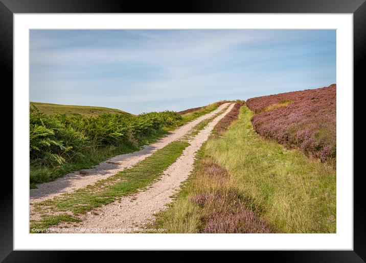 Track through the flowering heather  on the north side of Little Humblemoor hill in the Scottish Borders, UK Framed Mounted Print by Dave Collins