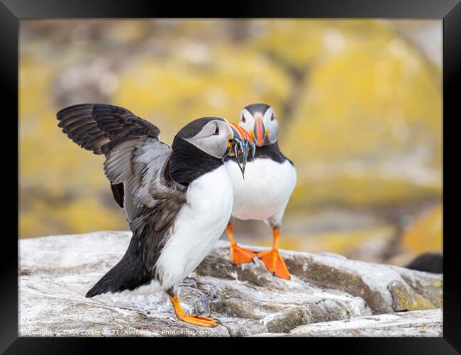 Puffin with fish on the ground on Inner Farne Island in the Farne Islands, Northumberland, England Framed Print by Dave Collins