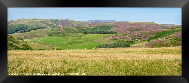 Panorama of the hills above the Capehope valley in the Scottish Borders Framed Print by Dave Collins