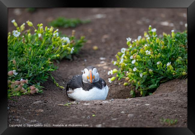 Puffin on the ground on Inner Farne Island in the Farne Islands, Northumberland, England Framed Print by Dave Collins