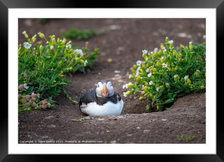 Puffin on the ground on Inner Farne Island in the Farne Islands, Northumberland, England Framed Mounted Print by Dave Collins