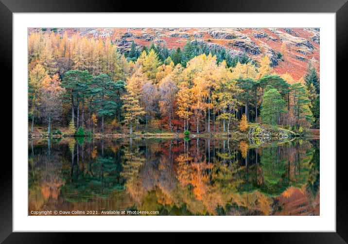 Autumn Colour Reflections in Blea Tarn in the Lake District, England Framed Mounted Print by Dave Collins