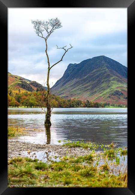 A tree in lake Buttermere flooding after heavy rain in the Lake District in Cumbria, England Framed Print by Dave Collins