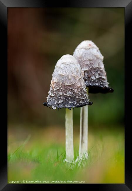 Shaggy Inkcap Mushroom with a diffused background Framed Print by Dave Collins