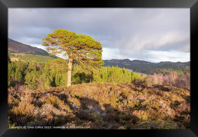 Large tree in evening sunlight at the Glen Affric view point, Highlands, Scotland Framed Print by Dave Collins