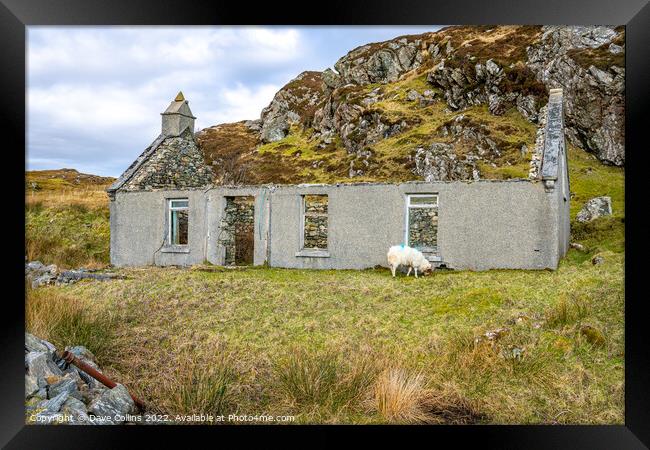 Derelict Cottage with a grazing sheep on the Isle of Harris, Scotland Framed Print by Dave Collins