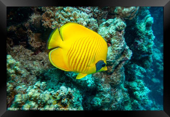 Masked Butterfly fish in the Red Sea, Egypt Framed Print by Dave Collins