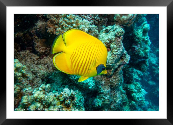 Masked Butterfly fish in the Red Sea, Egypt Framed Mounted Print by Dave Collins