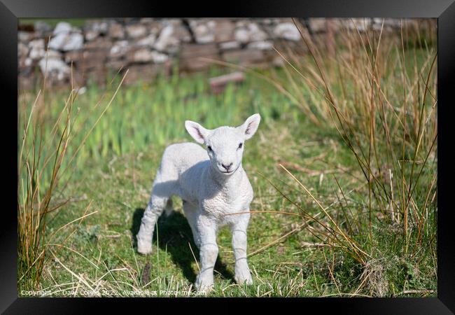 A young Lamb looking at the camera Framed Print by Dave Collins