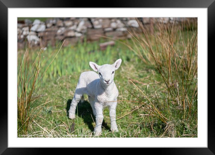 A young Lamb looking at the camera Framed Mounted Print by Dave Collins
