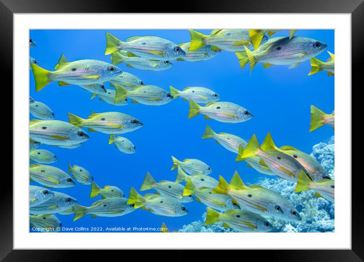 One Spot Snappers in the Red Sea Egypt Framed Mounted Print by Dave Collins