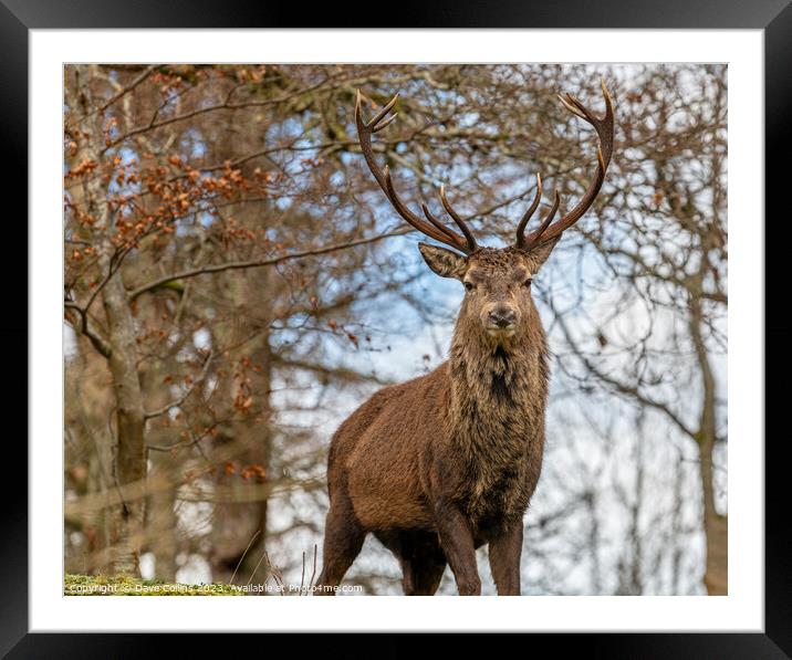 Red Deer Stag in Glen Etive, Scotland Framed Mounted Print by Dave Collins