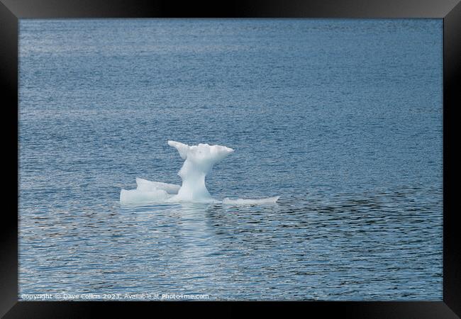 Strangley shaped growler (little iceberg) floating in College Fjord in Alaska, USA Framed Print by Dave Collins