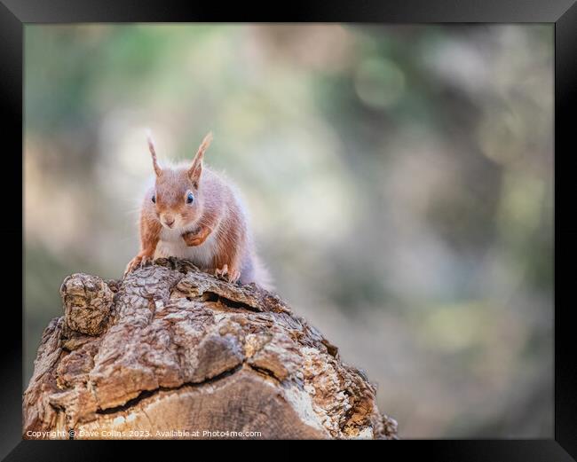 Red Squirrel, Dorset, England Framed Print by Dave Collins