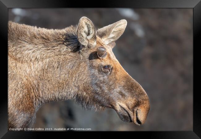 Alaska moose on the Savage River Trail in Denali National Park, Alaska, USA Framed Print by Dave Collins