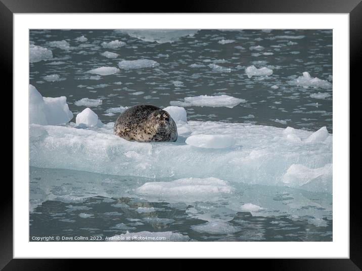 Harbour Seal on a growler (small iceberg) in an ice flow in College Fjord, Alaska, USA Framed Mounted Print by Dave Collins