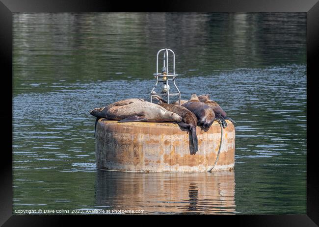 Steller Sea lions resting on a mooring buoy in Price William Sound, Alaska, USA Framed Print by Dave Collins