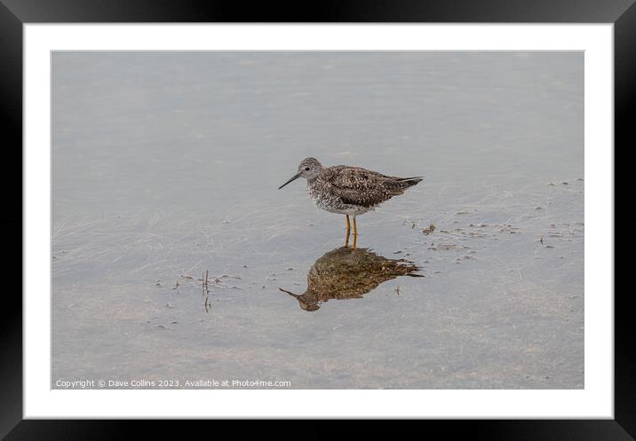 Yellowlegs wading bird in Pippin Lake, Alaska, USA Framed Mounted Print by Dave Collins