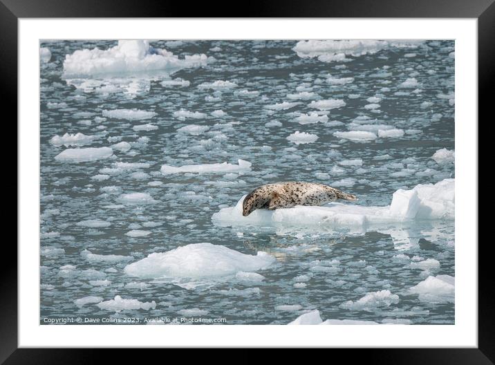 Harbour Seal on a growler (small iceberg) in an ice flow in College Fjord, Alaska, USA Framed Mounted Print by Dave Collins