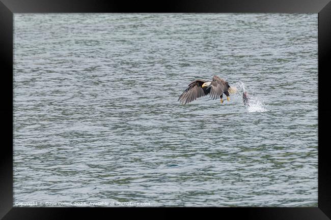 Bald Eagle in Flight with a dropped fish behind, Petersburg, Alaska, USA Framed Print by Dave Collins