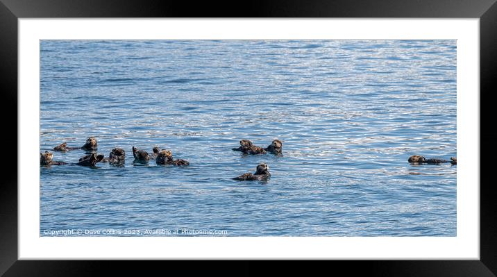 Bevy (group) of Sea Otters on the surface in Prince William Sound, Alaska, USA Framed Mounted Print by Dave Collins