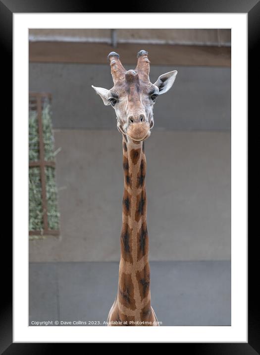 Giraffe portrait inside a shed at Edinburgh Zoo, Edinburgh, Scotland Framed Mounted Print by Dave Collins