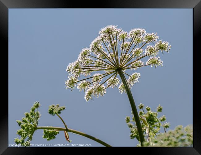 Common Hogweed Flower head from underneath in the United Kingdom Framed Print by Dave Collins