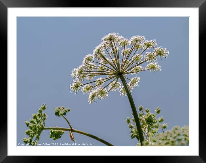 Common Hogweed Flower head from underneath in the United Kingdom Framed Mounted Print by Dave Collins