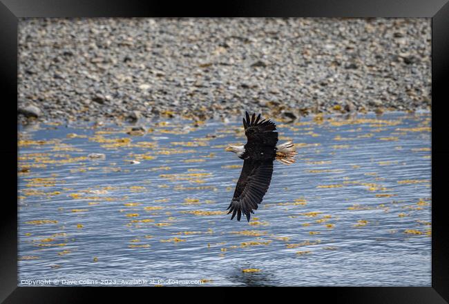 Bald Eagle in Flight, Sitka, Alaska, USA Framed Print by Dave Collins