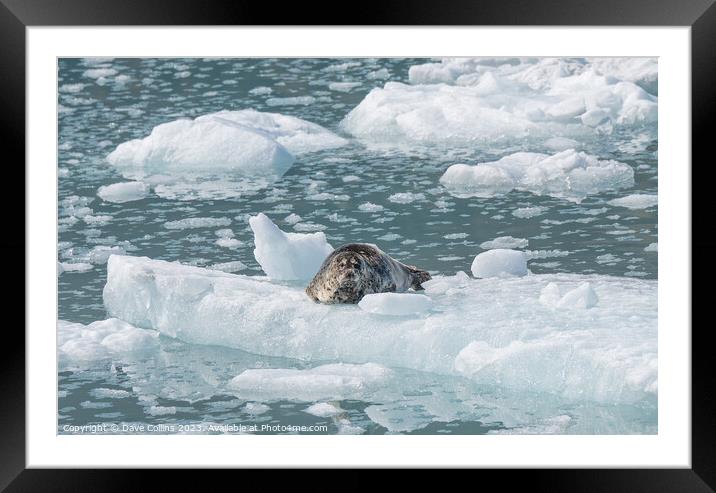 Outdoor Harbour Seal on a growler (small iceberg) in an ice flow in College Fjord, Alaska, USA Framed Mounted Print by Dave Collins