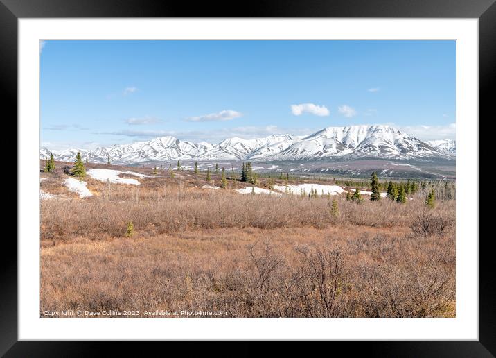 Denali National Park from the Savage River Alpine Trail, Alaska, USA Framed Mounted Print by Dave Collins