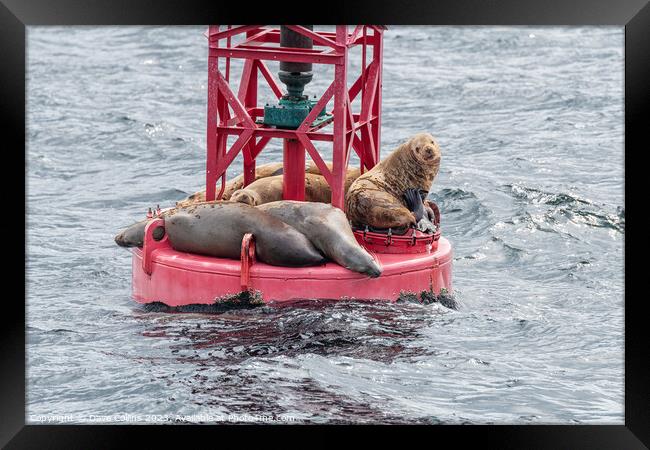 Steller Sea lions resting and calling on a Shipping Light Buoy in Sitka, Alaska, USA Framed Print by Dave Collins