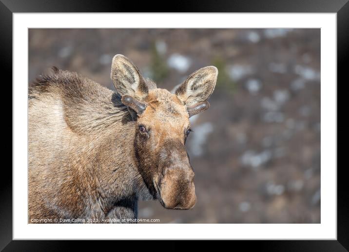 Alaska moose on the Savage River Trail in Denali National Park, Alaska, USA Framed Mounted Print by Dave Collins