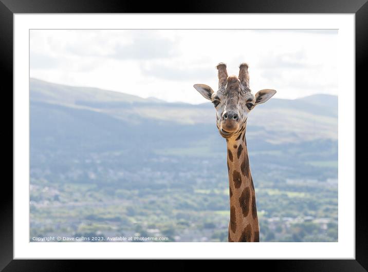 Giraffe portrait at Edinburgh Zoo Framed Mounted Print by Dave Collins