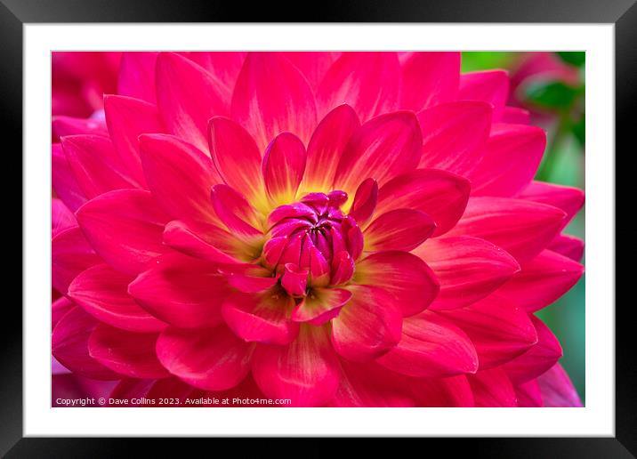 Vibrant pink Waterlily dahlia in bloom Framed Mounted Print by Dave Collins