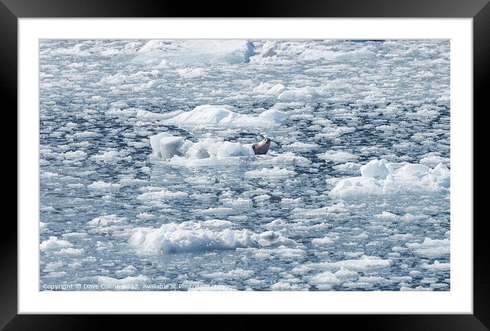 Harbour Seal on an ice flow in its natural environment, College Fjord, Alaska, USA Framed Mounted Print by Dave Collins