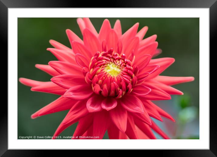 Cactus dahlia Flower in bloom Framed Mounted Print by Dave Collins