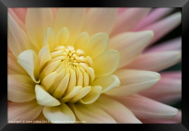 Cactus or Semi-Cactus Yellow and pink Dahlia Framed Print by Dave Collins