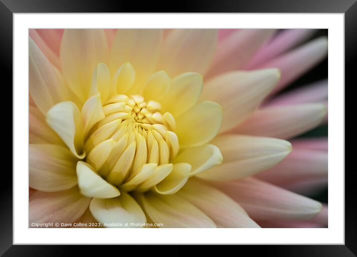 Cactus or Semi-Cactus Yellow and pink Dahlia Framed Mounted Print by Dave Collins