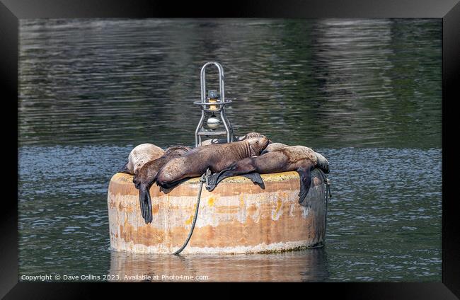Steller Sea lions resting on a mooring buoy in Price William Sound, Alaska, USA Framed Print by Dave Collins
