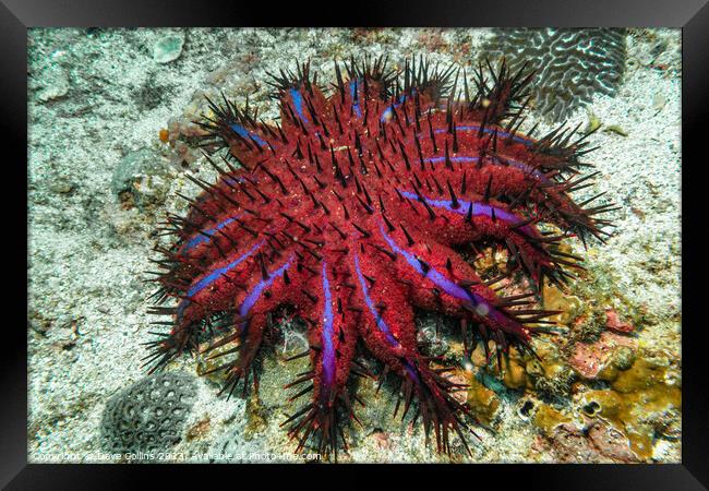 Crown of Thorns Starfish (Purple Variant) in the Strait of Hormuz, Musandam, Oman Framed Print by Dave Collins