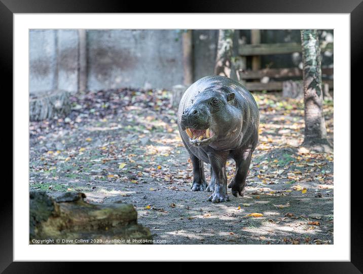 Pygmy hippopotamus at Edinburgh Zoo, Edinburgh, Scotland Framed Mounted Print by Dave Collins