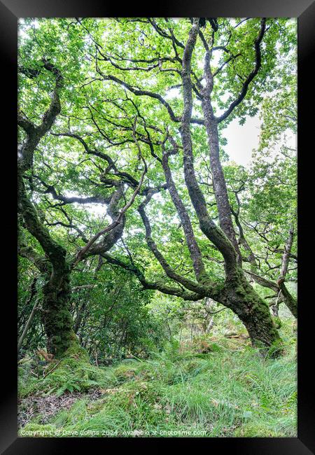 Trees and undergrowth in Glenborrodale Nature Reserve, in Scotland Framed Print by Dave Collins