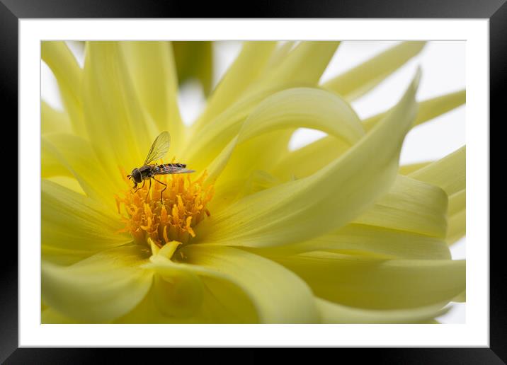 Hover fly on a yellow dahlia Framed Mounted Print by Dave Collins