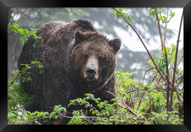 Grizzly bear in the rain at the  Grouse Mountain Wildlife Refuge, Vancouver, Canada Framed Print by Dave Collins