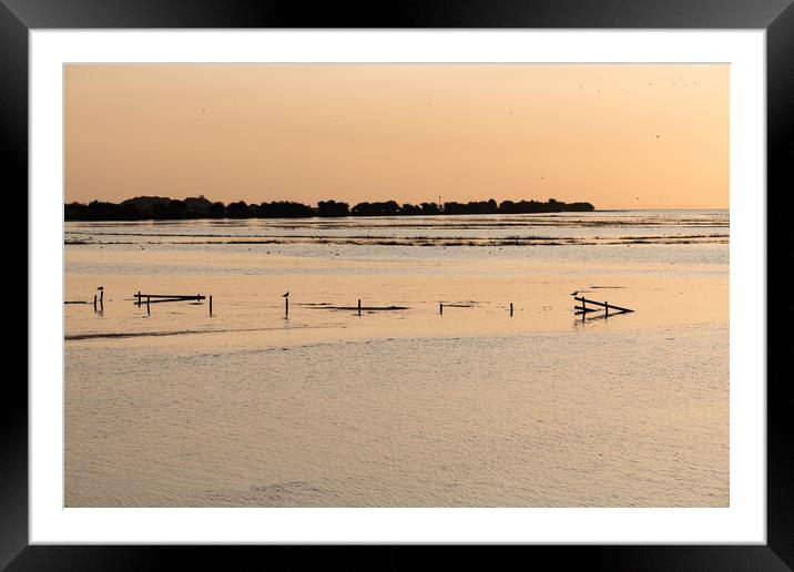 High Tide with birds sitting on fence posts in the Wash at Frampton Marsh, Lincolnshire, England Framed Mounted Print by Dave Collins